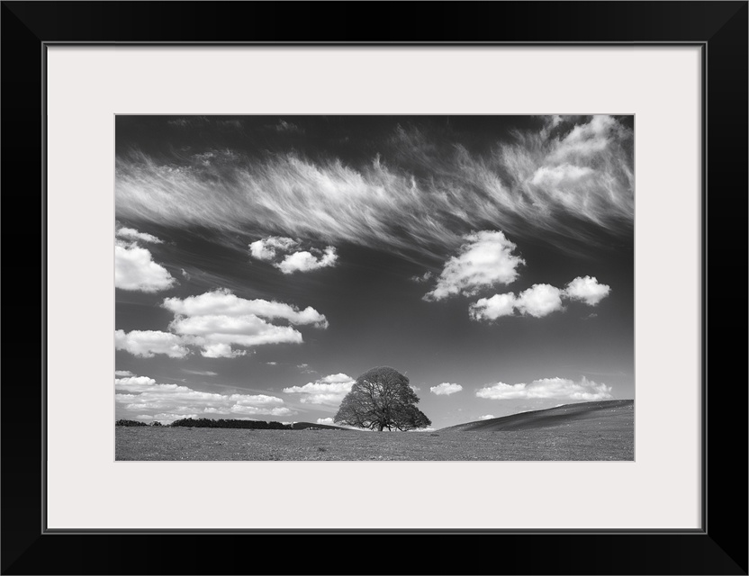 Black and white photograph of a large lone tree in a big field under a wispy cloud sky.