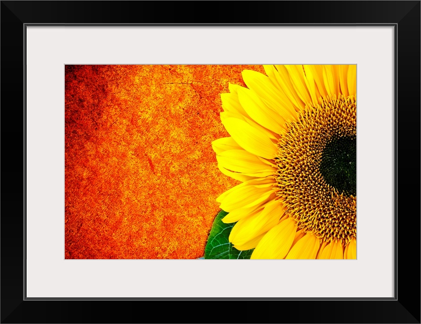 A vibrant, landscape photograph of a golden sunflower on the right, against a fiery orange and red wall in the background ...