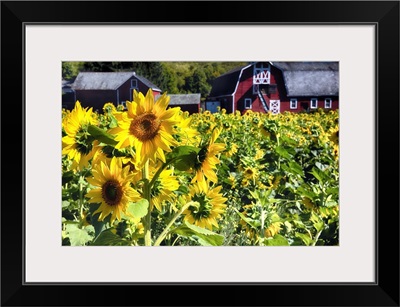 Sunflowers with a Barn