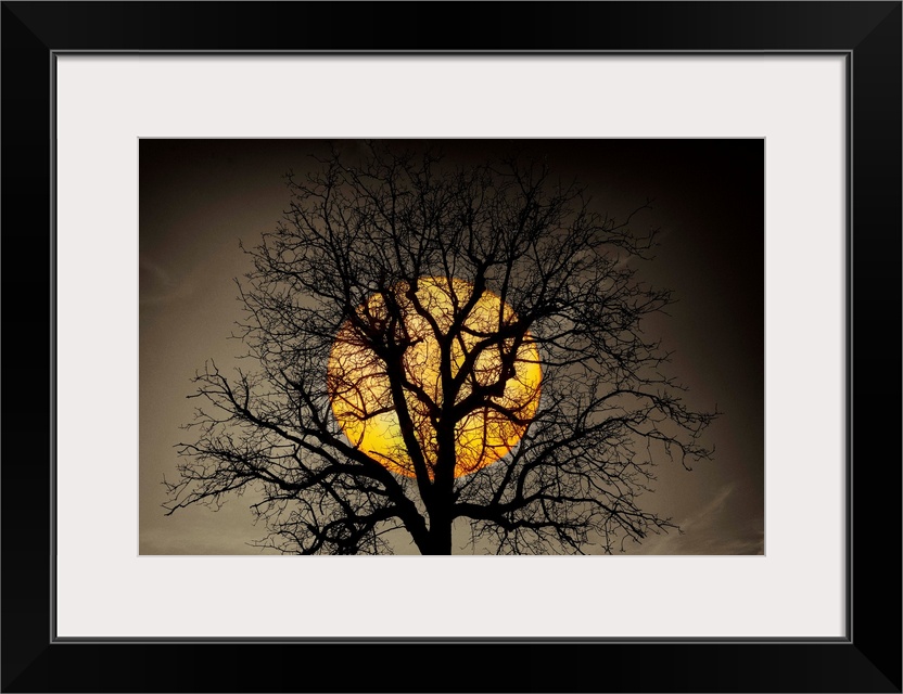Beautiful artwork for the home or office of a large setting sun that can be seen between the branches of a big tree.