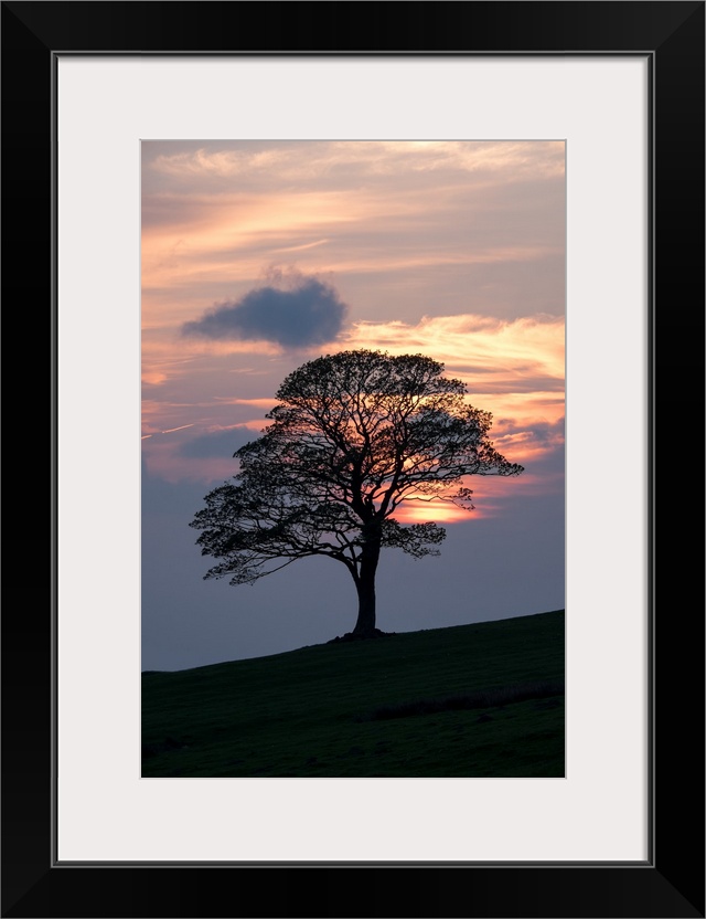 Majestic lone oak tree silhouetted against a beautiful warm orange and yellow sunset of clouds on a hill.