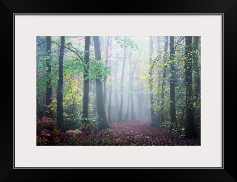 Fine art photo of a misty forest in the early autumn.