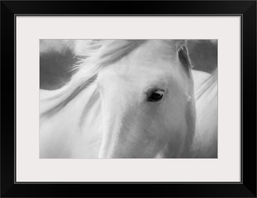 Fine art photo of the face of a white horse with its mane blowing in the wind.