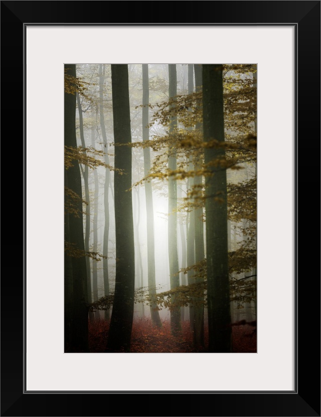 Fine art photo of a misty forest illuminated with light from the setting sun.