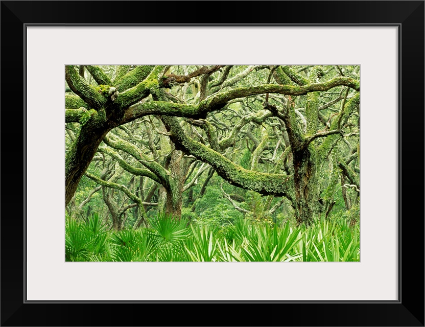 Big canvas of live oaks & palmettos at Cumberland Island National Seashore.