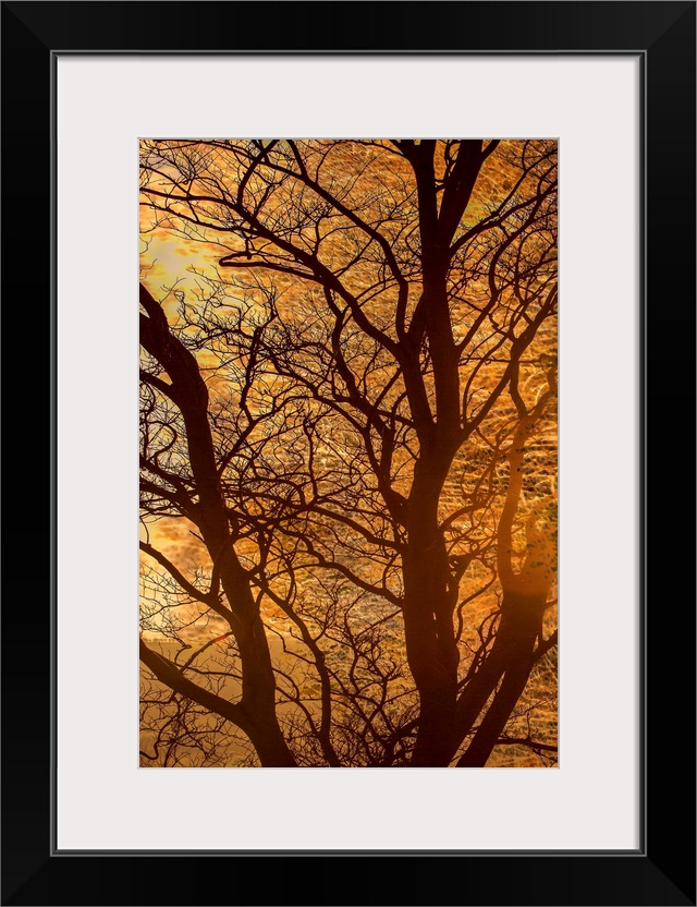 A photograph of a silhouetted bare branched tree against an autumn glow background.