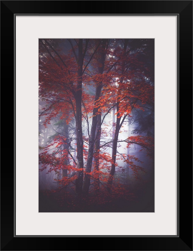 Thick fog in a forest of slender trees with red leaves.