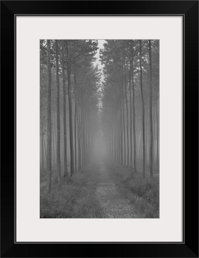 A begulling pathway between avenues of tall trees leading to a white Victorian Greenhouse.