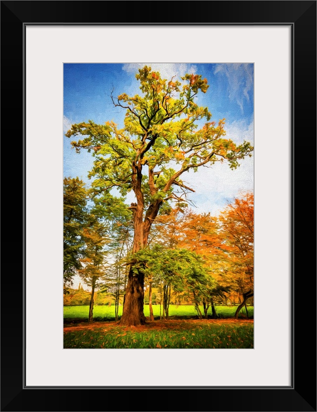 A tall tree under a blue sky surrounded by trees with orange leaves.