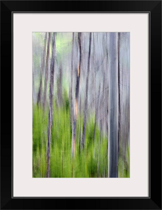 Blurred image of a forest of slender trees, creating an abstract vertical pattern.