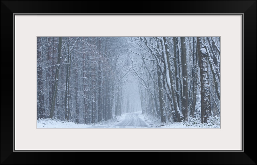 A panoramic winter image of a road receeding into the distance through a woodland covered in snow and hoar frost in soft g...