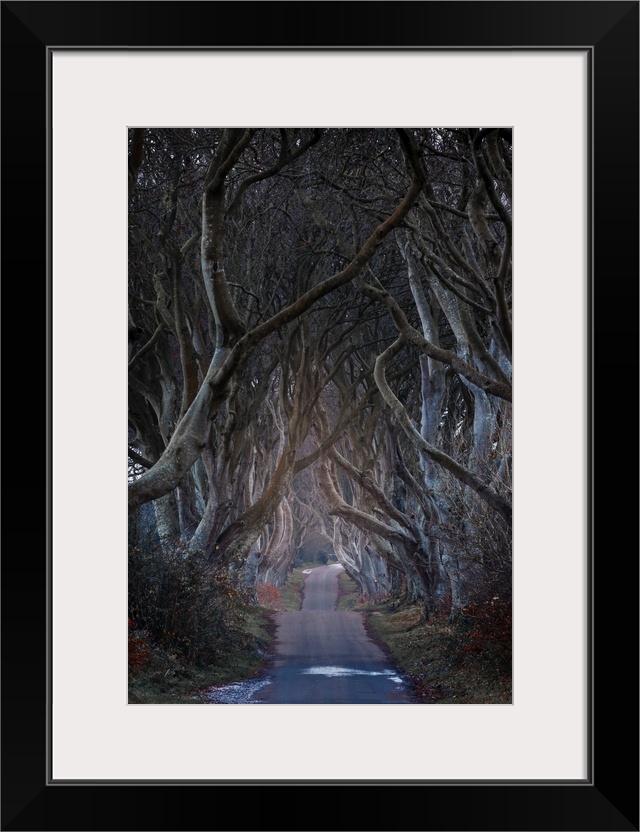 The Dark Hedge in Northern Ireland on a snowy evening.