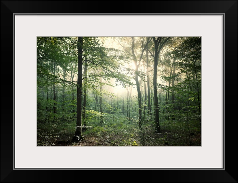 Fine art photo of a forest in late afternoon light.