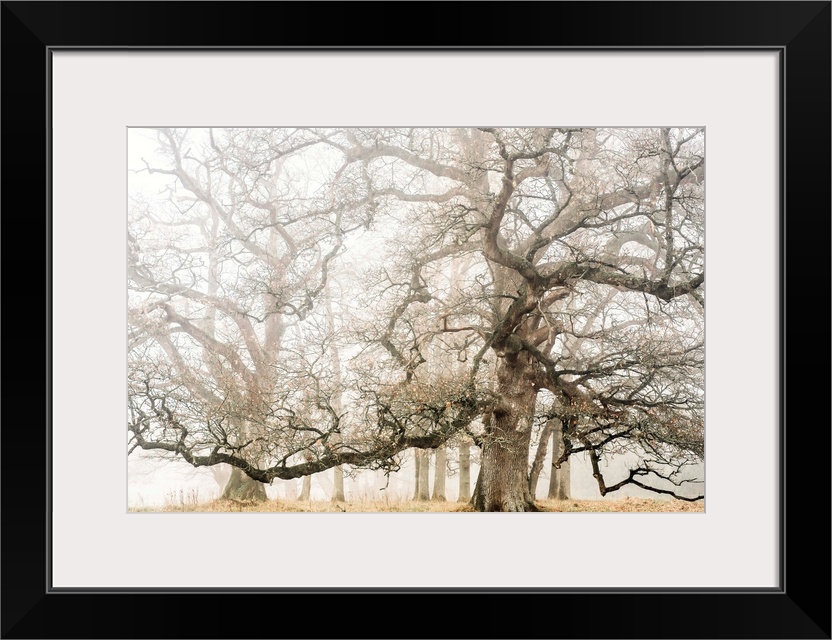 Photograph of large oak trees on a foggy Fall day.