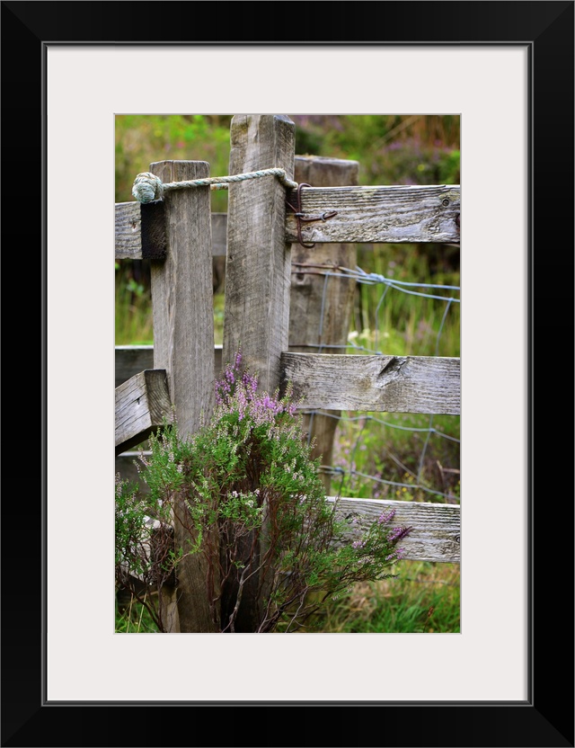 Fine art photo of a wooden fence post wit thistle plants growing at the base.