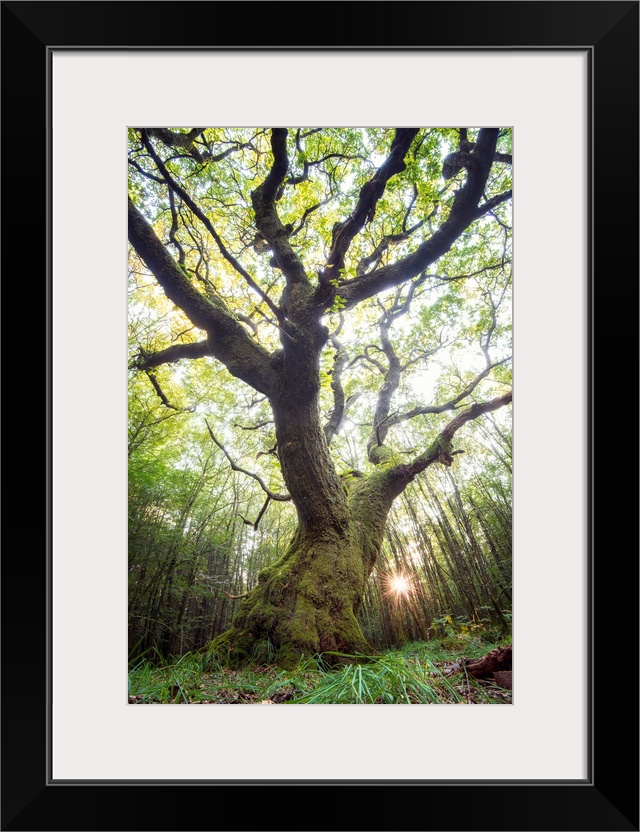 Artistic photograph of a gnarled tree in a woodland grove with sunlight piercing the canopy.