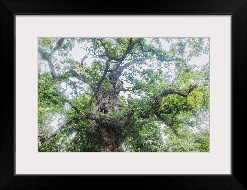 View from the ground of a large old oak tree.