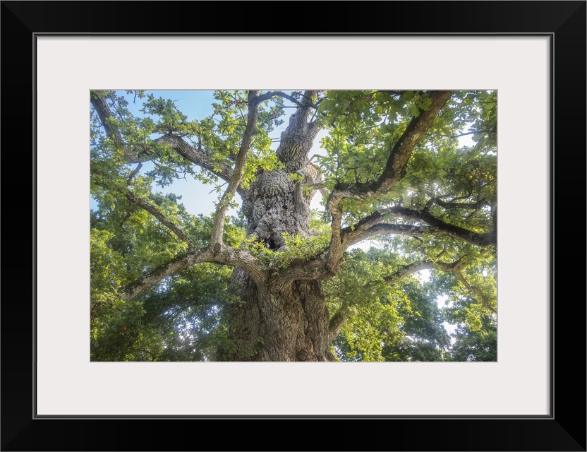 View from the ground of a large old oak tree.