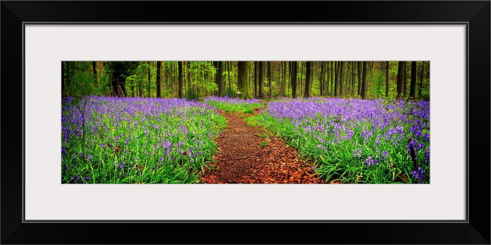 A meandering dividing path through an English bluebell woodland.