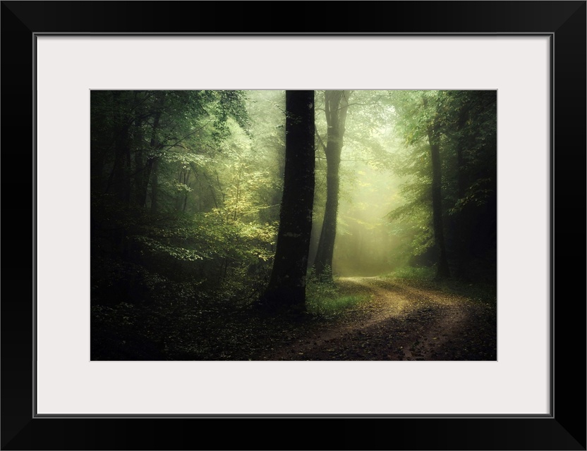 Photograph taken inside a dense forest that has a road cutting through with fog in the distance.
