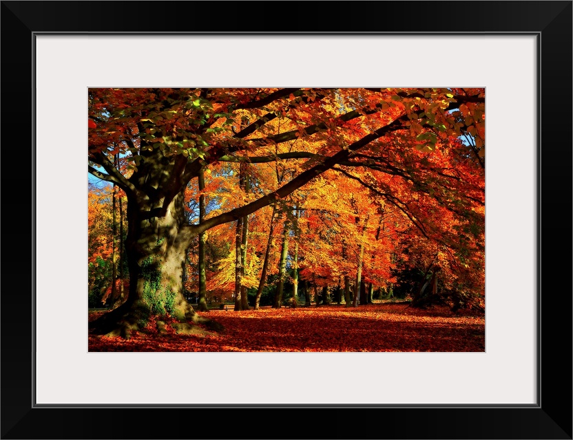 Big photograph that showcases a forest filled with trees going through the color changes of Fall.