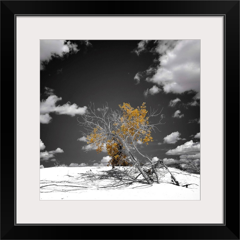 A tree sprouts leaves on his mostly bare limbs in the middle of a desert.