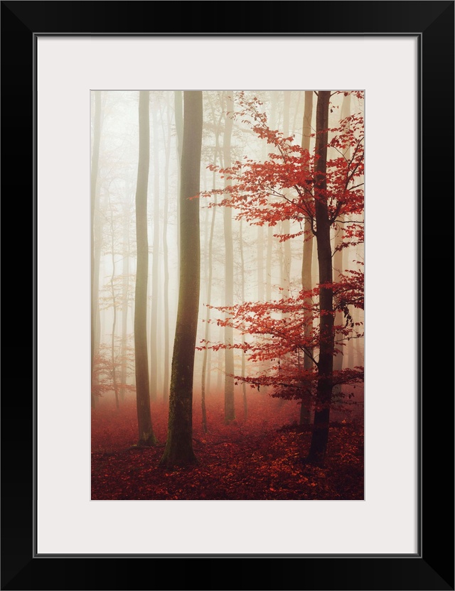 Fine art photo of a misty forest of slender trees in fall colors.