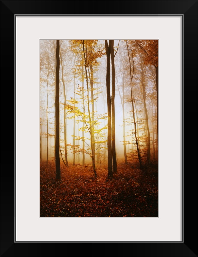 Fine art photo of a misty forest of slender trees in fall colors.