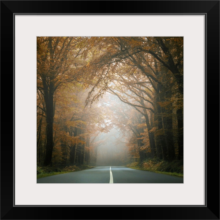 Square picture of a road crossing the forest behind dark trees at fall.