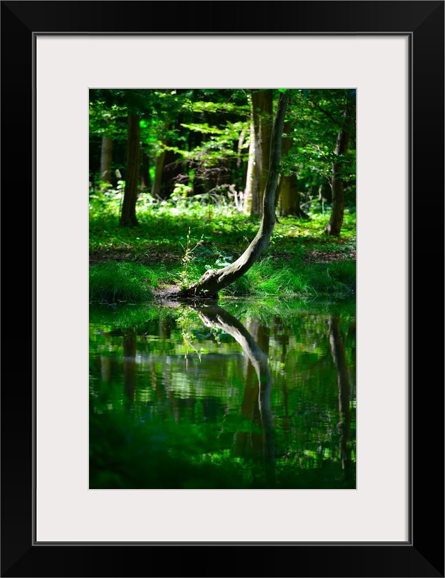 Reflection of a green tree