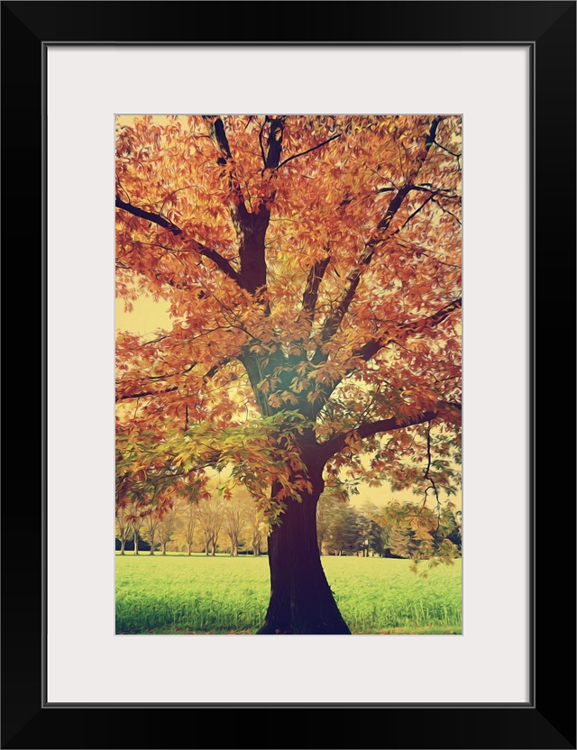 An oak tree in autumn