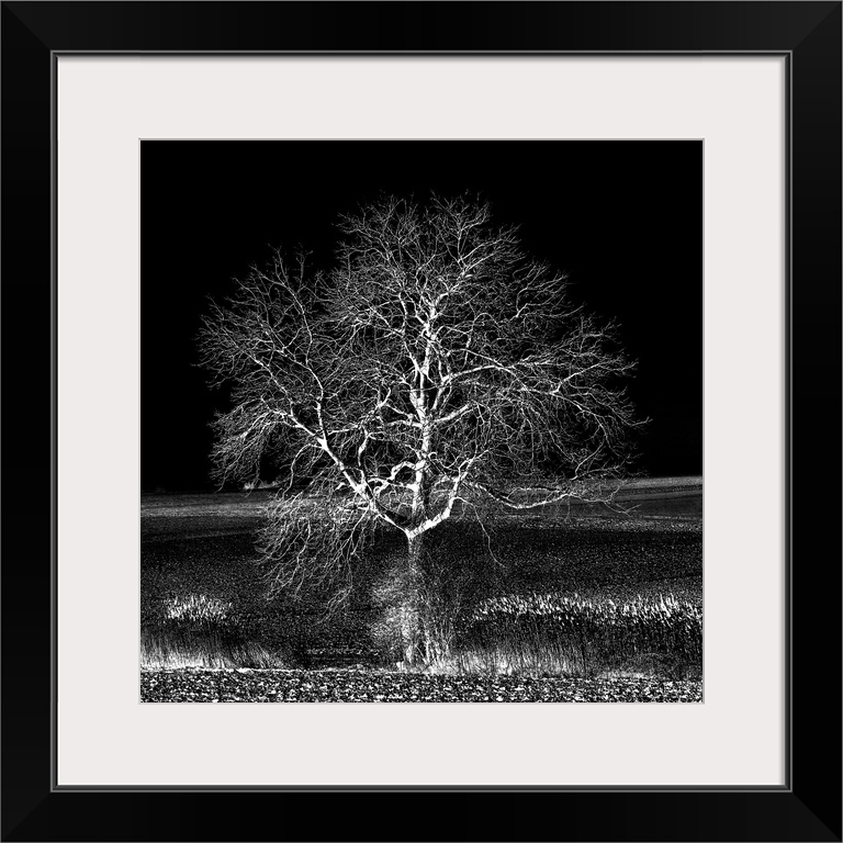 A leafless tree in black and white