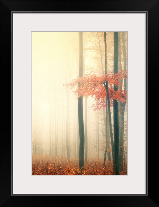 Forest in the mist in the fall