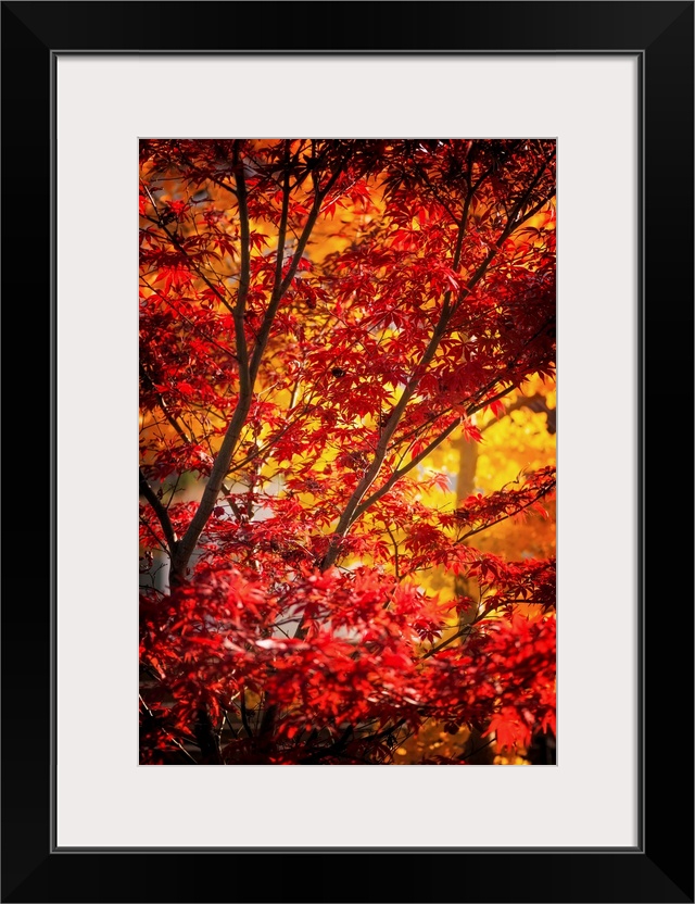 Branches full of red and yellow leaves in a forest in autumn.