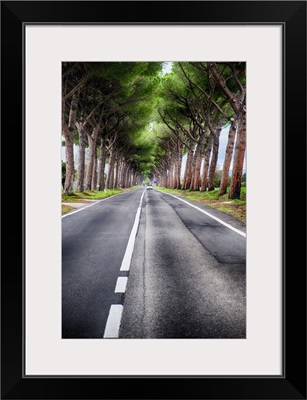 Tree Tunnel in Lazio