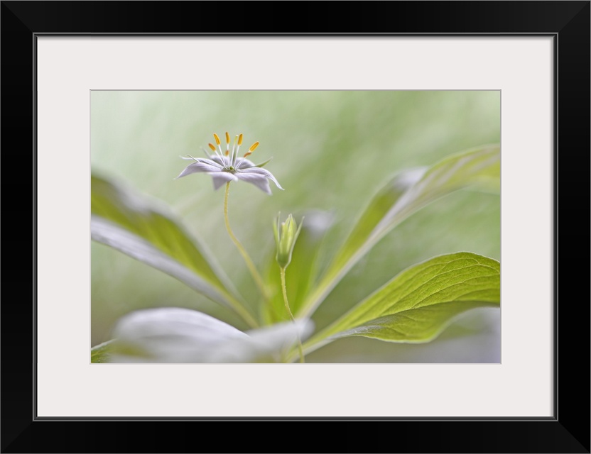Photograph of a beautiful flower with its petals laid out flat on a soft focused background.