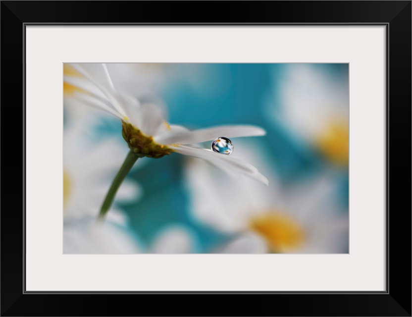 Macro photograph of a white daisy with a single water drop on its petal reflecting images of daisies onto it.