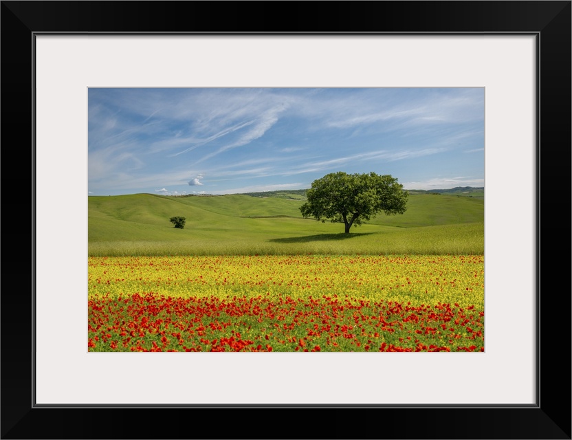 A typical Tuscan landscape in spring that conveys serenity.