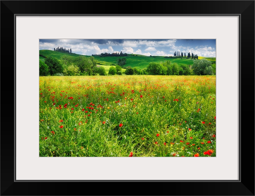 Spring meadow, Pienza, Val d'Orcia, Tuscany, Italy.