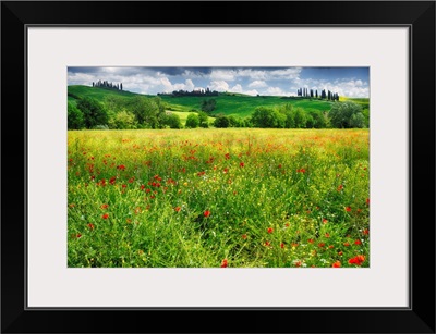 Tuscan Spring Meadow