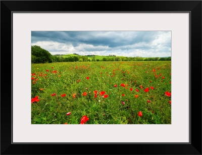 Tuscan Spring Meadow