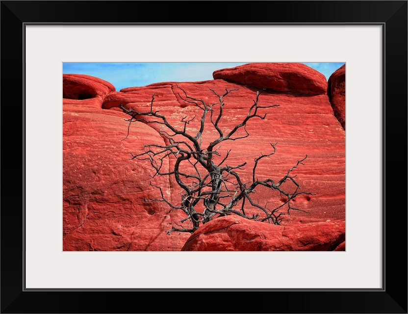 Dead tree in front of red rocks