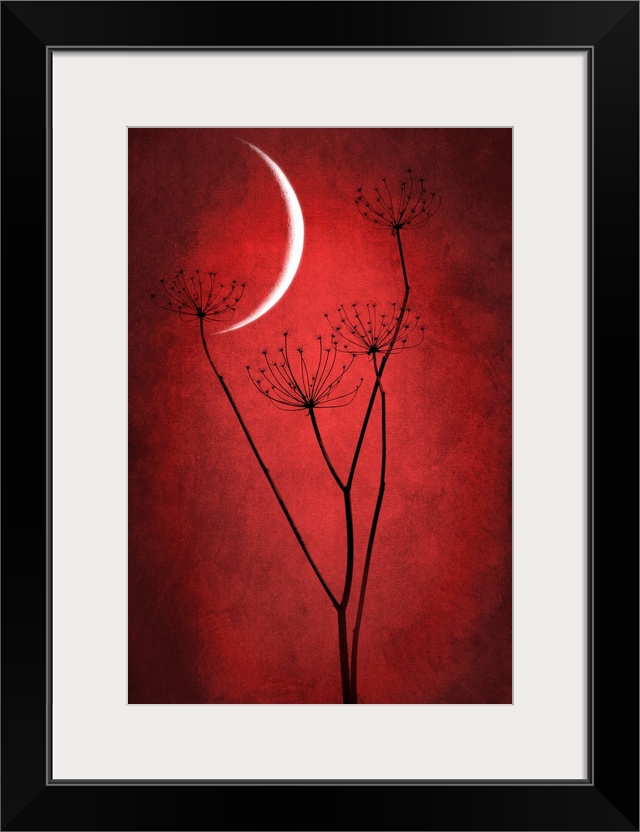 Crescent moon with grass in the foreground. Dominant red