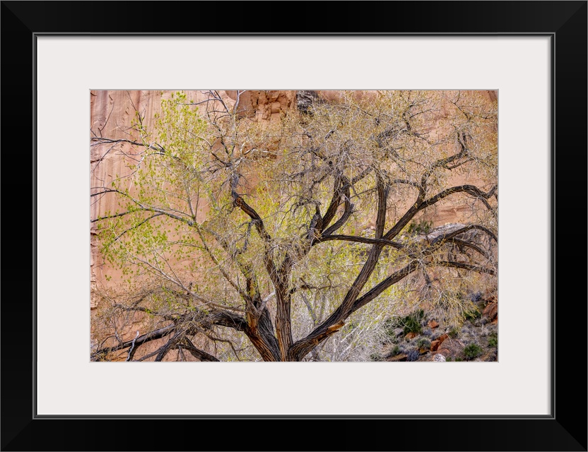 A cottonwood grows at the base of a sandstone cliff wall, Utah