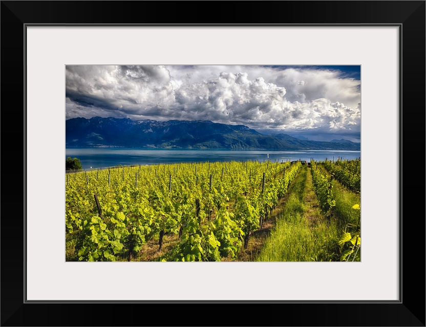 A photograph of a vineyard under a sky filled with enormous clouds.