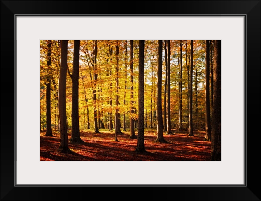 Fine art photo of a forest of narrow trees casting long shadows in autumn.