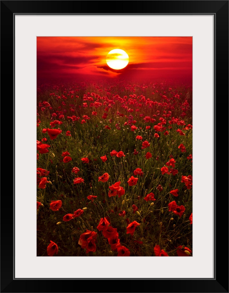 Giant photograph showcases the sun beginning to set over a landscape filled with poppy flowers all the way to the horizon.