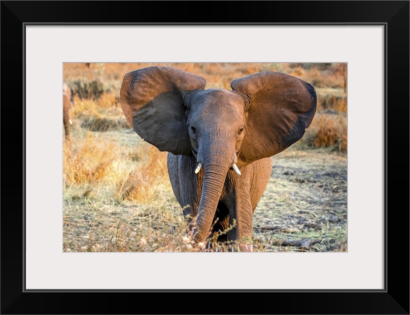 A young elephant with adorable large round ears.