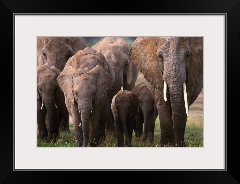 AFRICAN ELEPHANTS