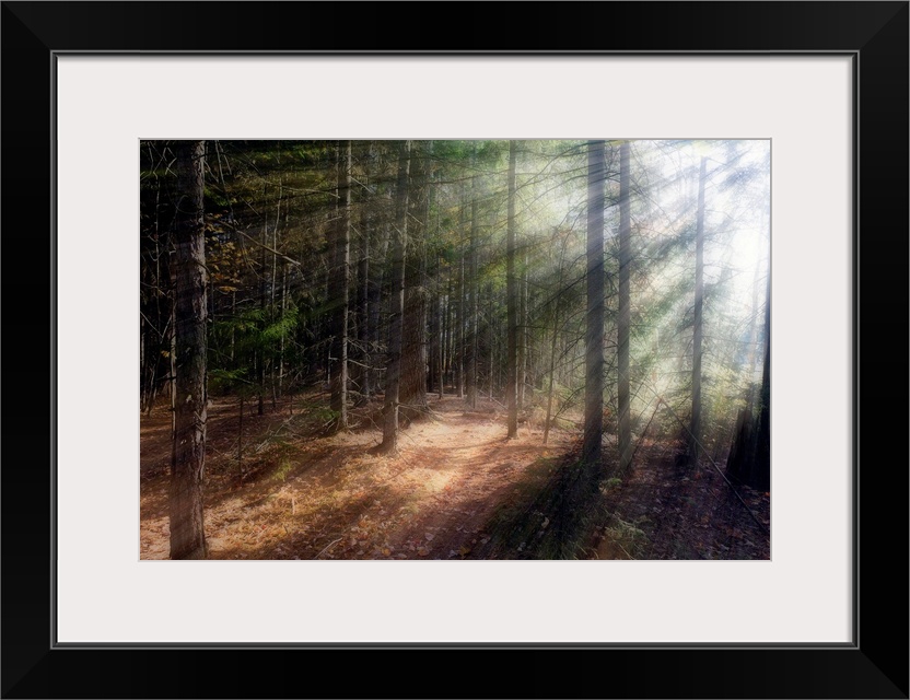 Morning sunlight peering through the trees in a forest, Acadia National Park, Maine.